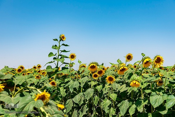 مزرعه تحقیقاتی آفتابگردان مؤسسه تات‎