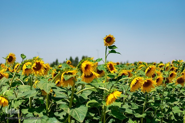 مزرعه تحقیقاتی آفتابگردان مؤسسه تات‎