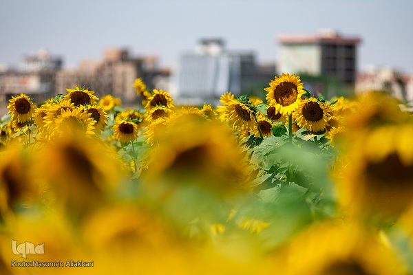 مزرعه تحقیقاتی آفتابگردان مؤسسه تات‎