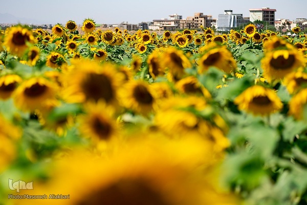 مزرعه تحقیقاتی آفتابگردان مؤسسه تات‎