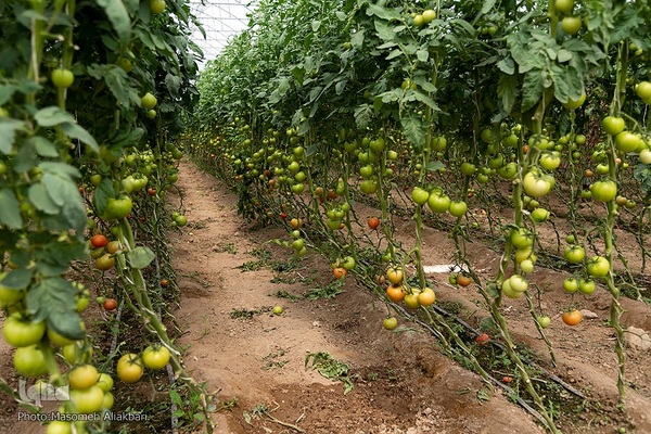 افتتاح پروژه‌های هفته دولت در شهرستان‌های نظرآباد و ساوجبلاغ‎