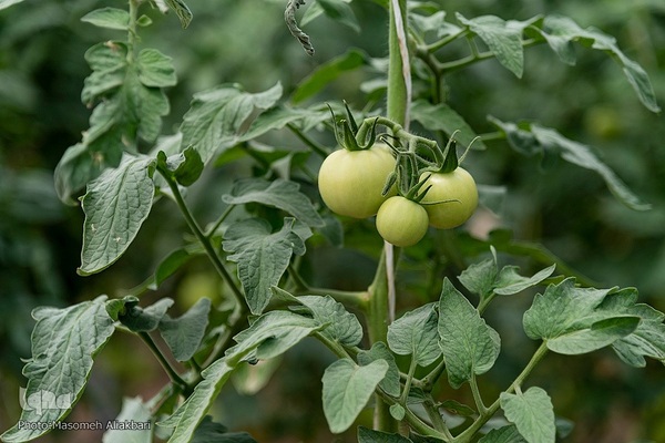 افتتاح پروژه‌های هفته دولت در شهرستان‌های نظرآباد و ساوجبلاغ‎