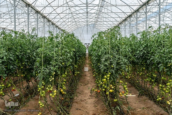 افتتاح پروژه‌های هفته دولت در شهرستان‌های نظرآباد و ساوجبلاغ‎