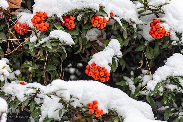 بارش برف در کرج‎