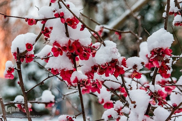 بارش برف در کرج‎