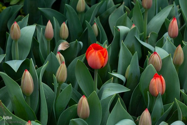 یازدهمین جشنواره لاله‌های کرج‎