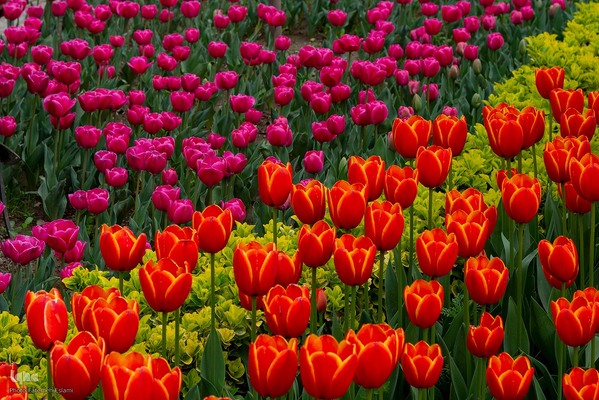 یازدهمین جشنواره لاله‌های کرج‎