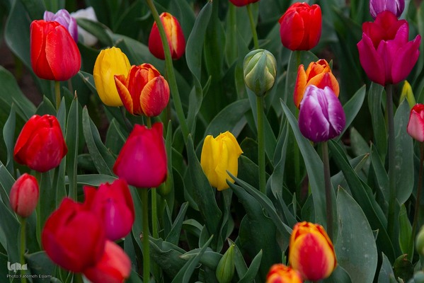 یازدهمین جشنواره لاله‌های کرج‎