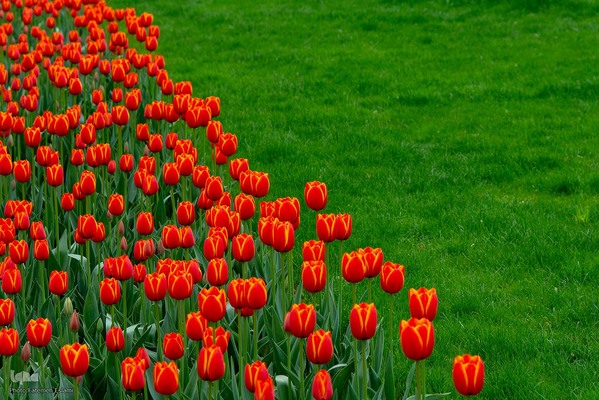 یازدهمین جشنواره لاله‌های کرج‎