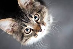 Belgique : campagne en Flandre pour inciter les musulmans à stériliser leurs chats