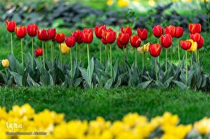 Baje kolin furannin Tulip karo na 8 a Karaj Iran